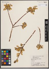 Salix bebbiana Sarg.